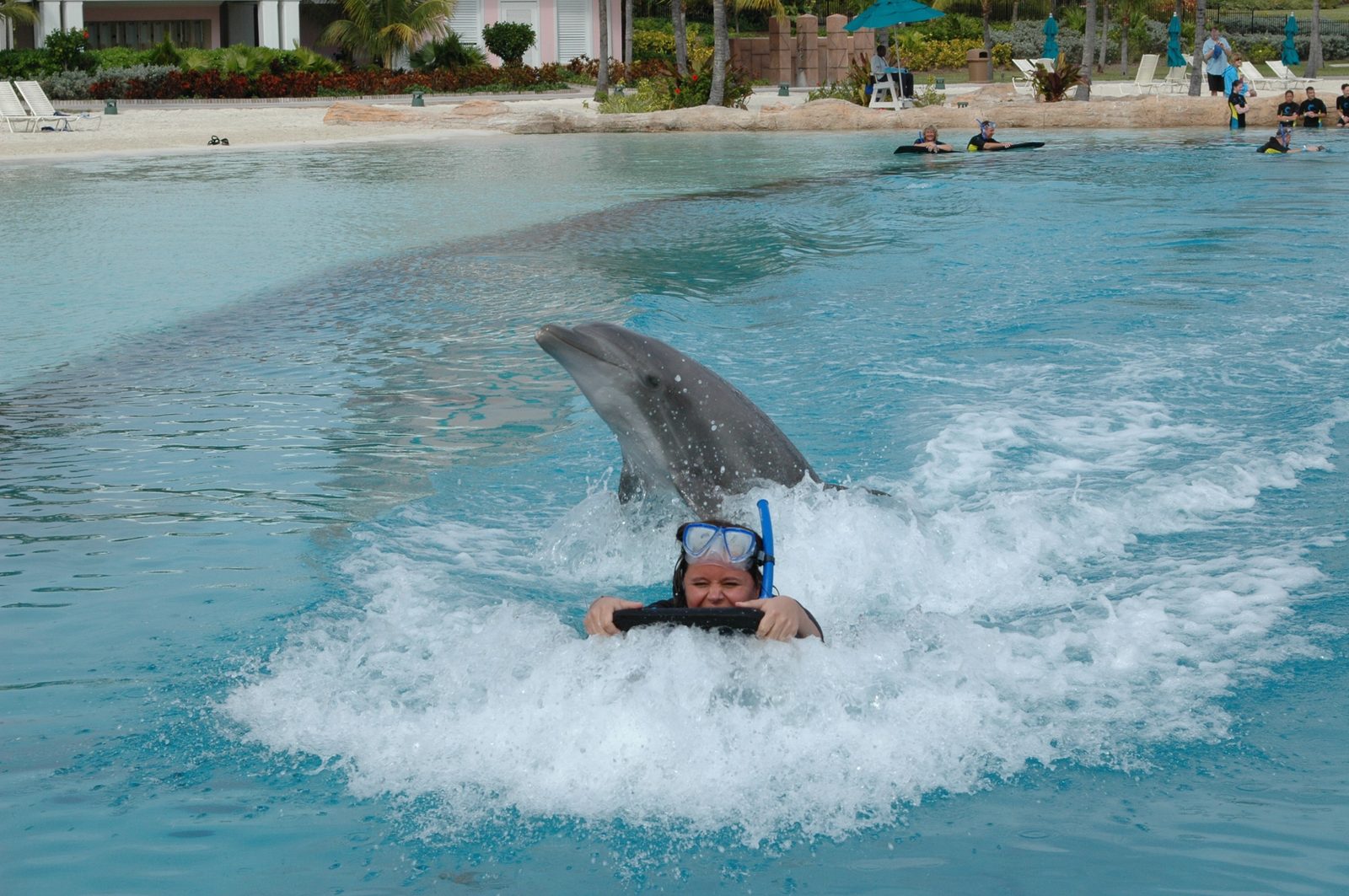 A dolphin swims past at Dolphin Cay