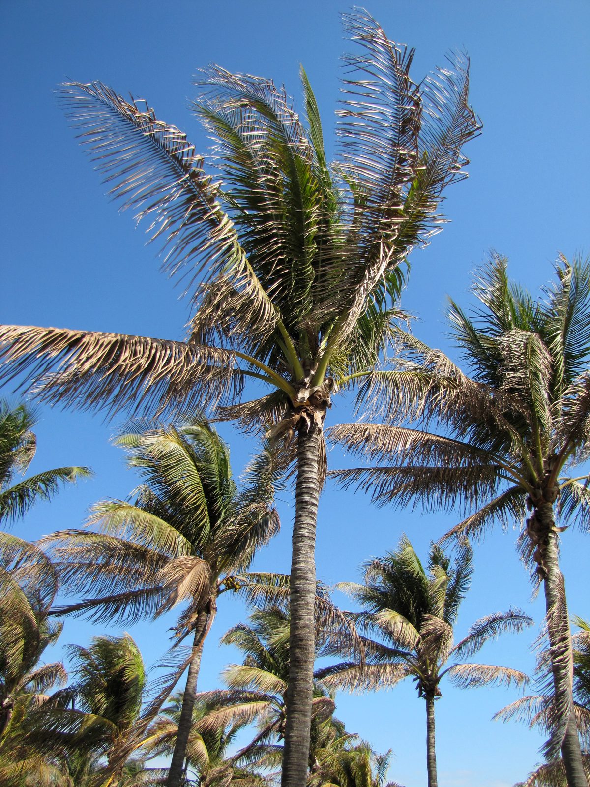 Palm trees leaning in the wind on Ocean Drive