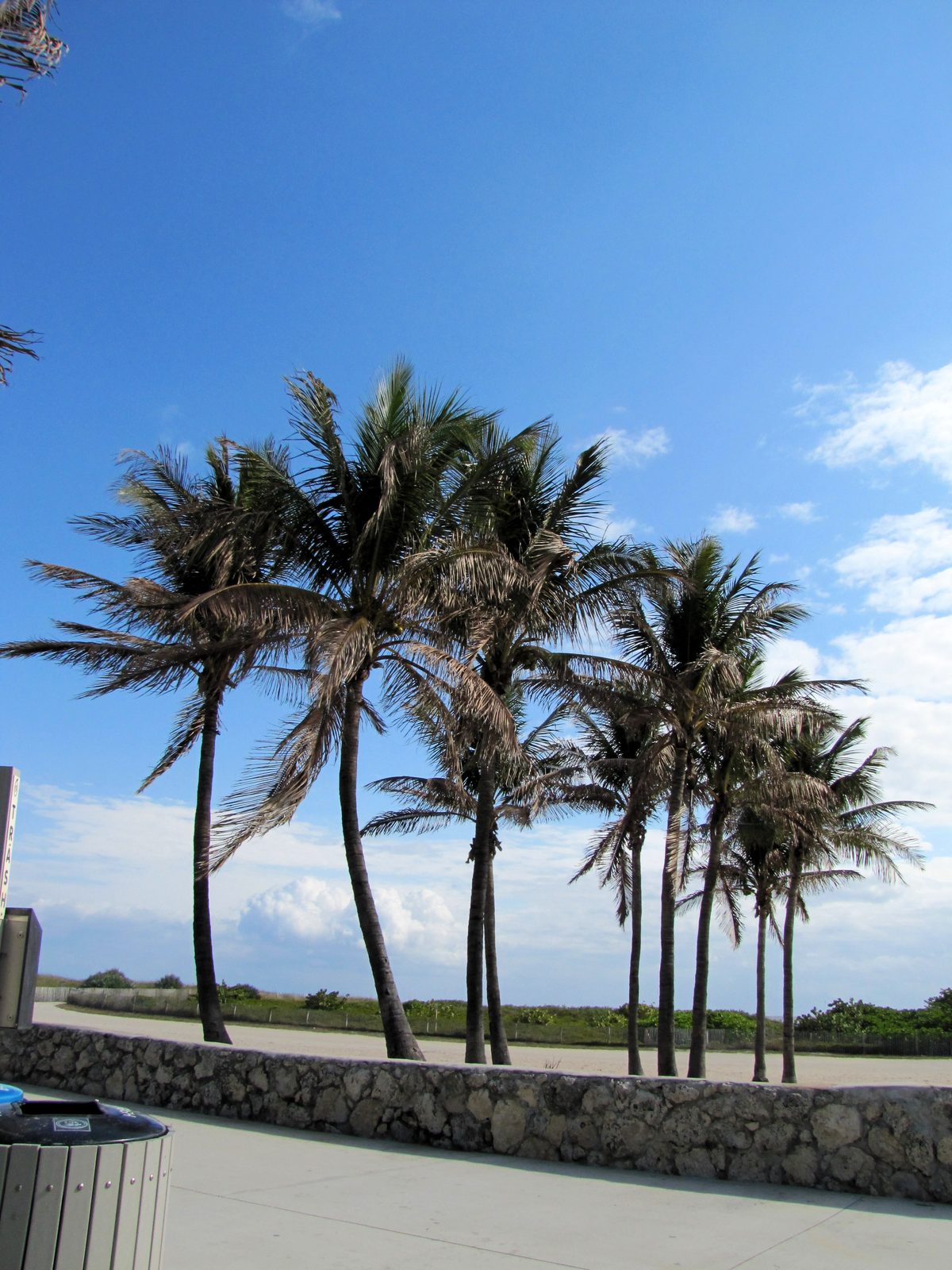 Palm trees on South Beach before we boarded