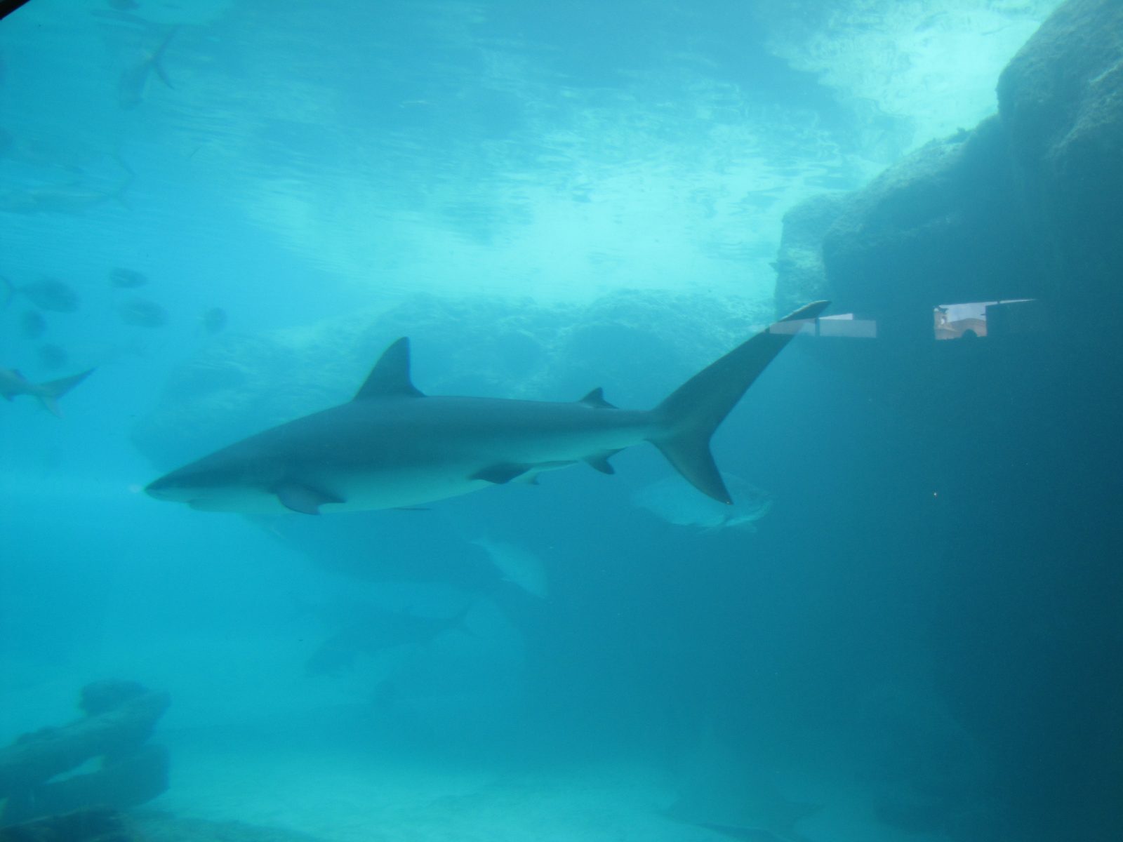 A shark in the aquarium tunnel