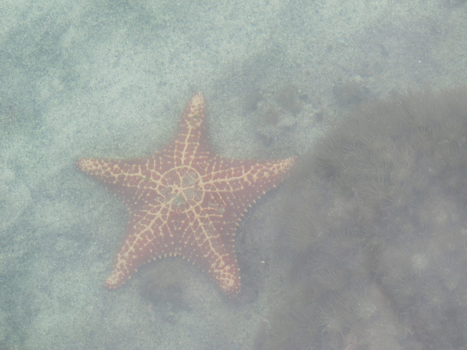 A starfish in the pond at Atlantis