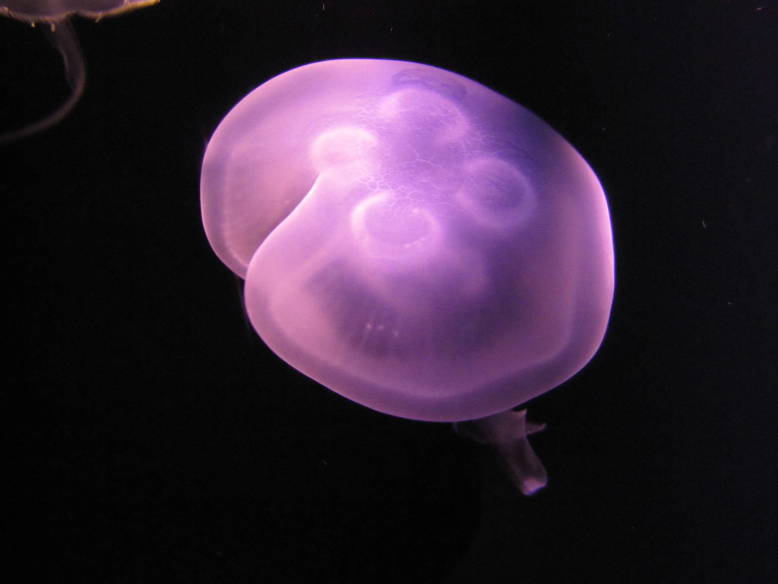 Jellyfish in the aquarium tank