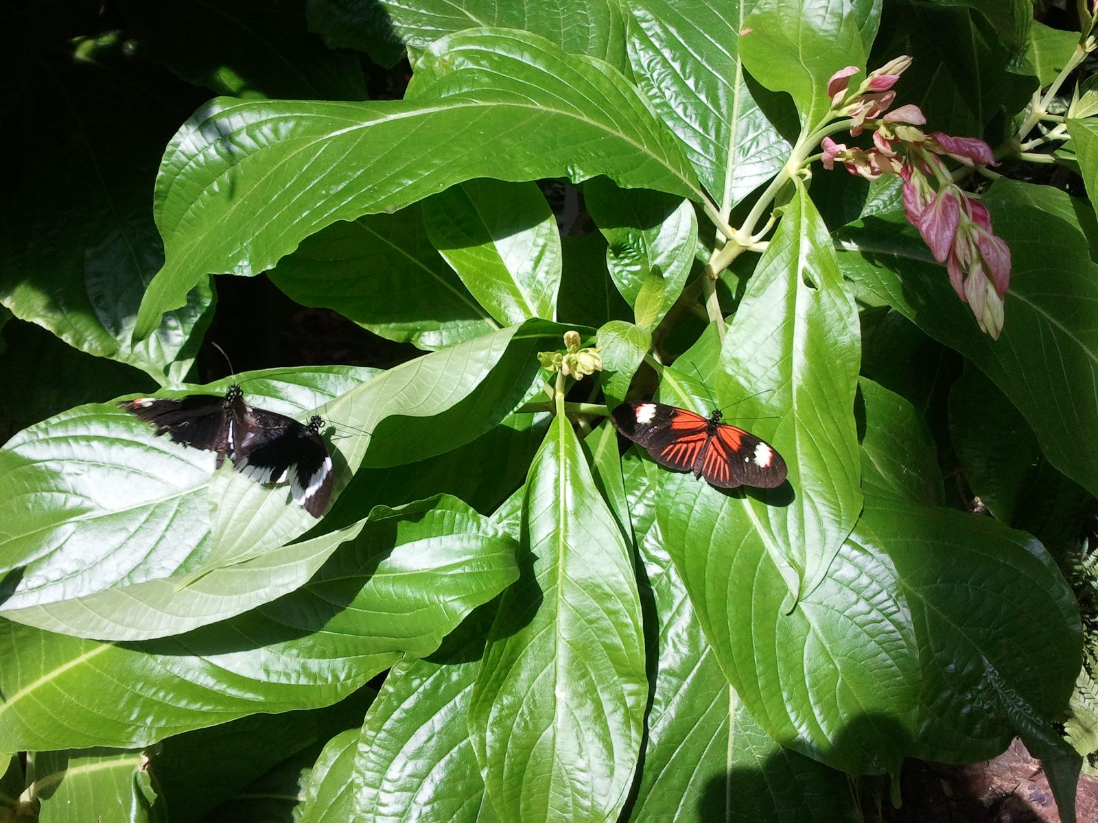 Butterflies at the Key West conservatory