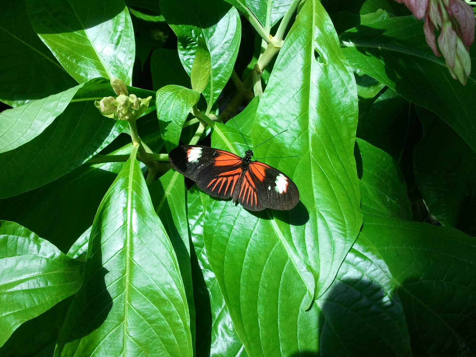 A butterfly at the Key West conservatory