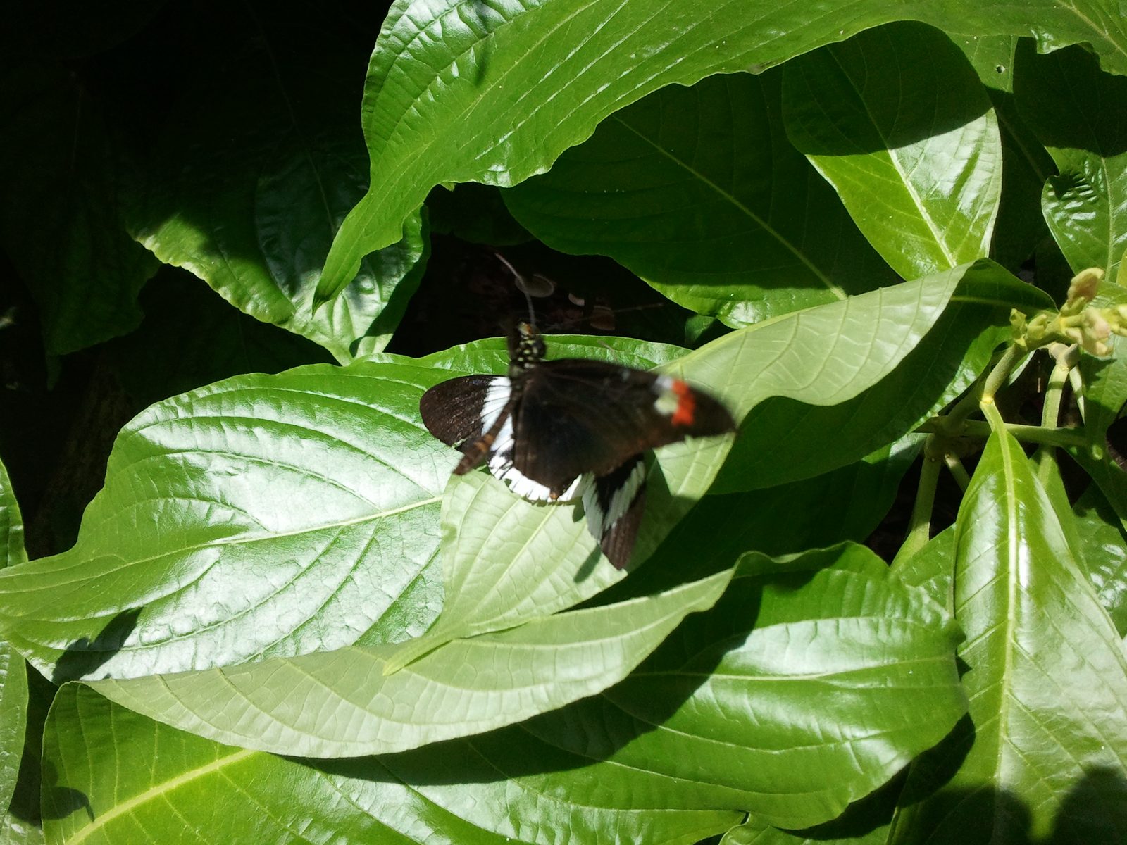 A butterfly among the leaves