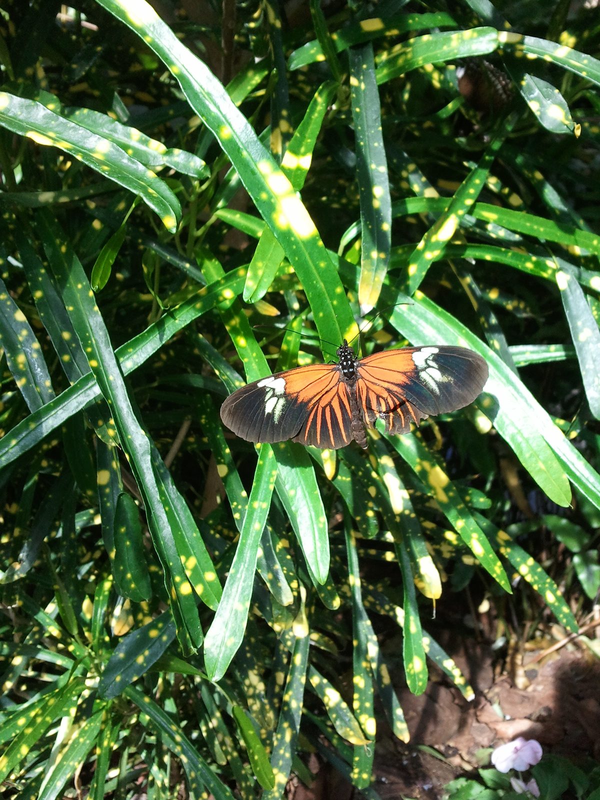 An orange butterfly at the Key West Butterfly Conservatory