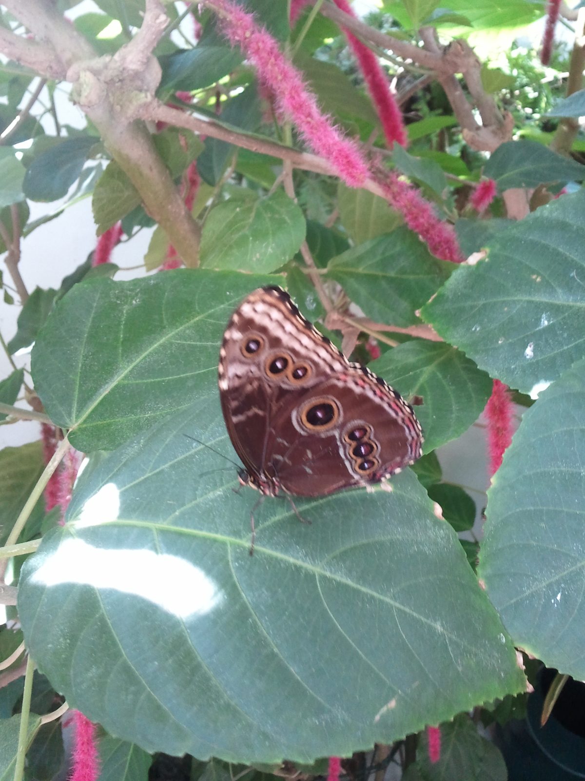 A butterfly with eye spots on a leaf in Key West