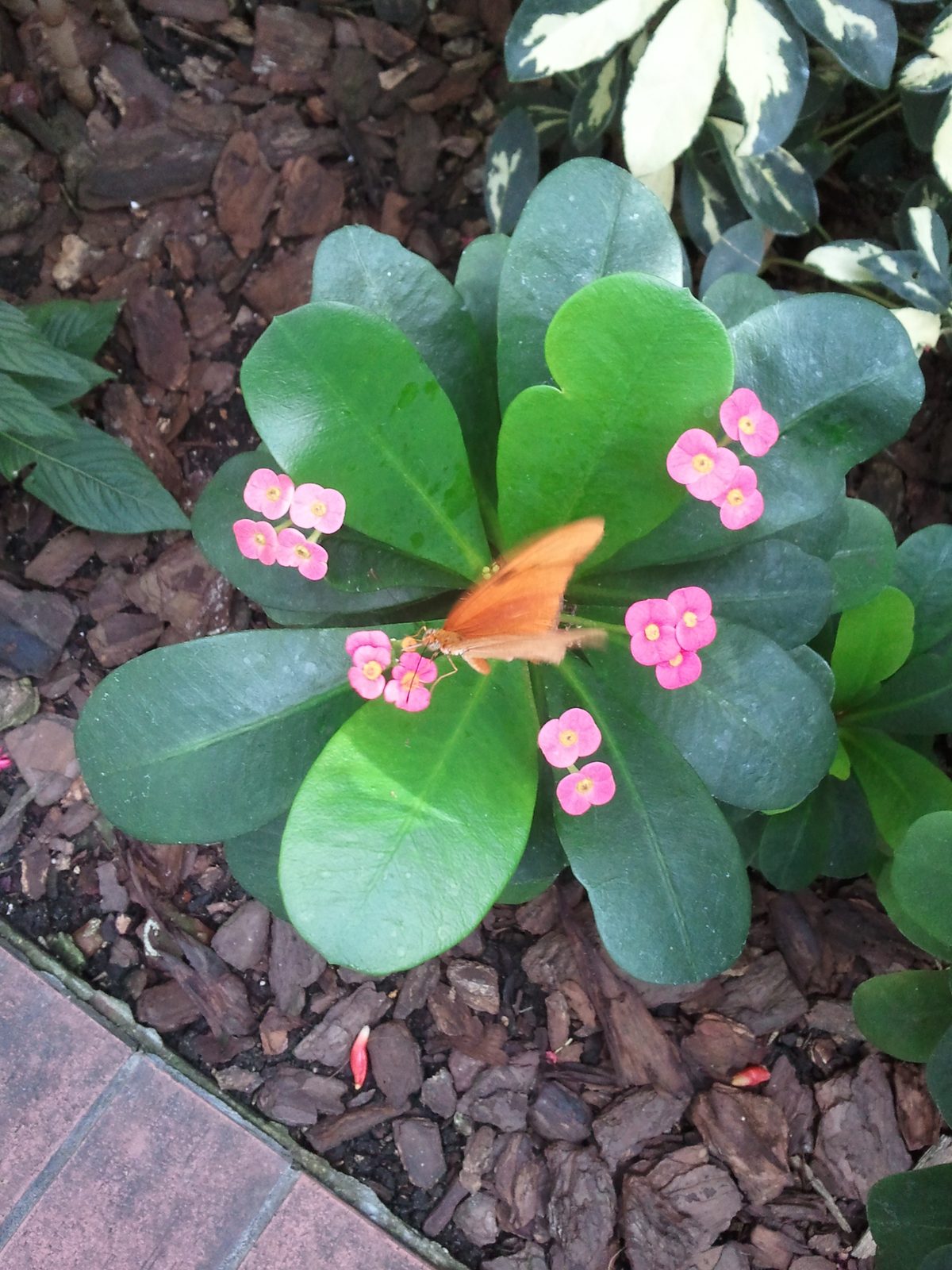 A butterfly on a pink flowering plant in Key West