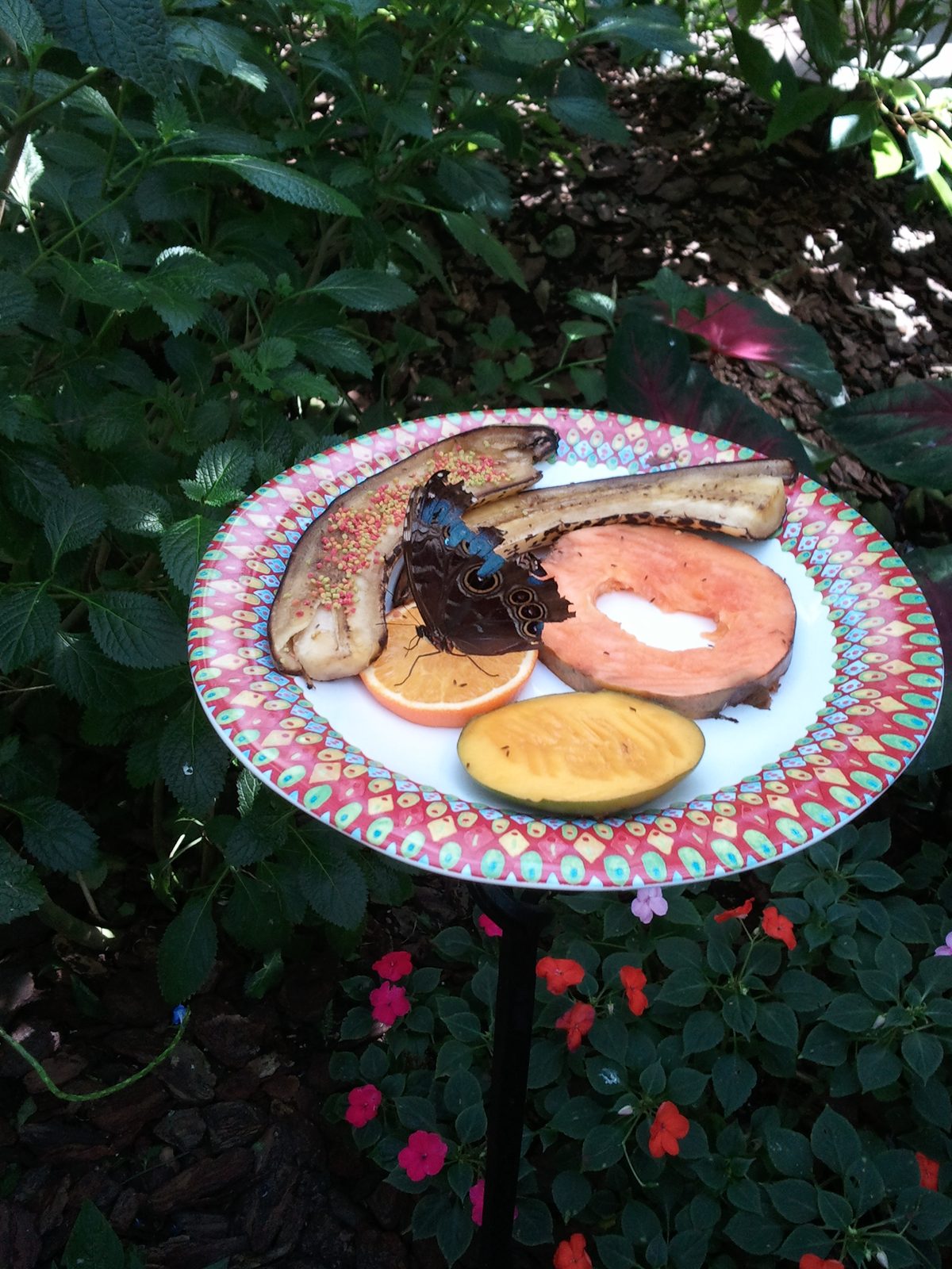 The fruit feeding plate in the butterfly garden
