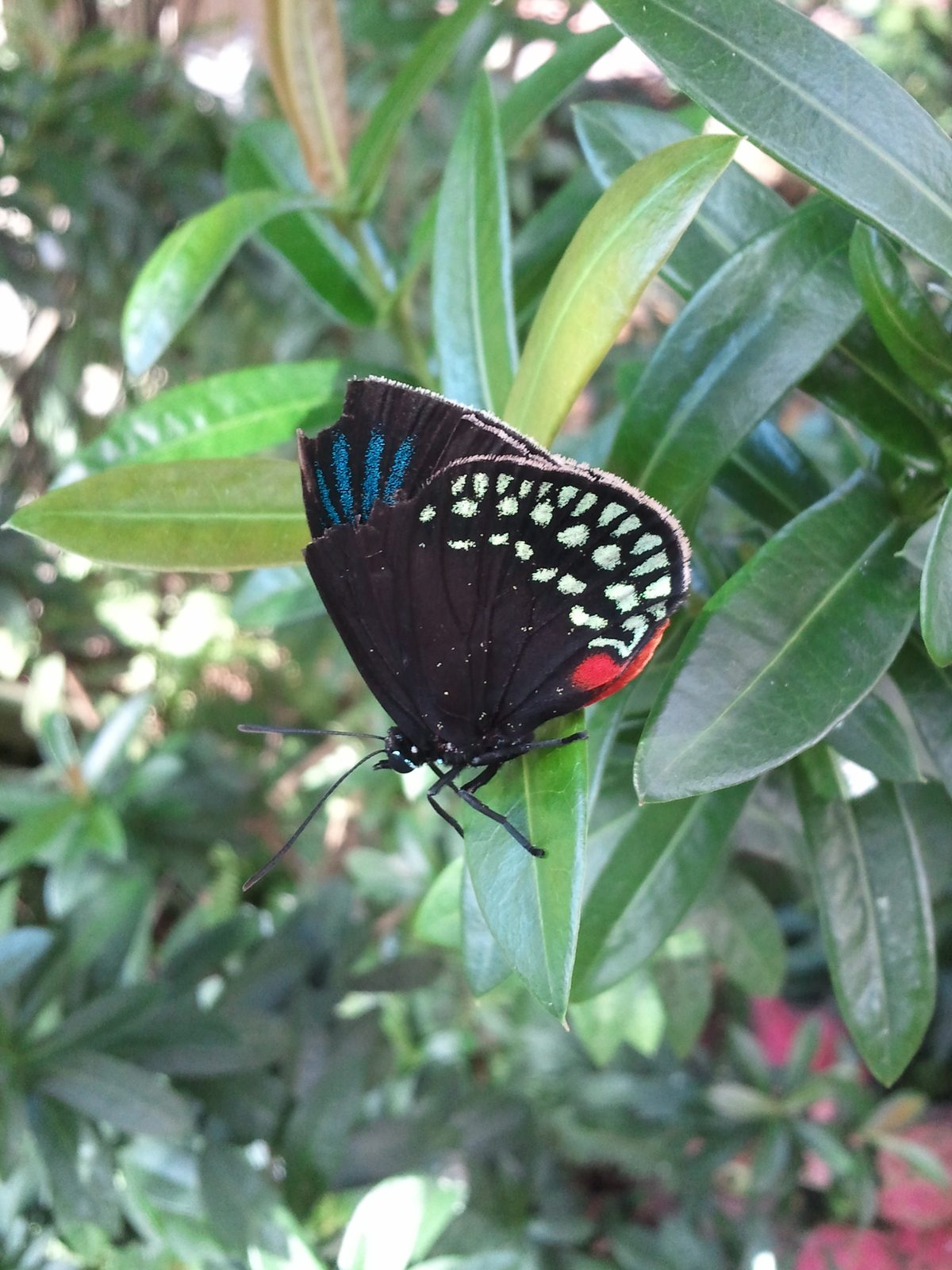 A butterfly at the Key West Butterfly Conservatory