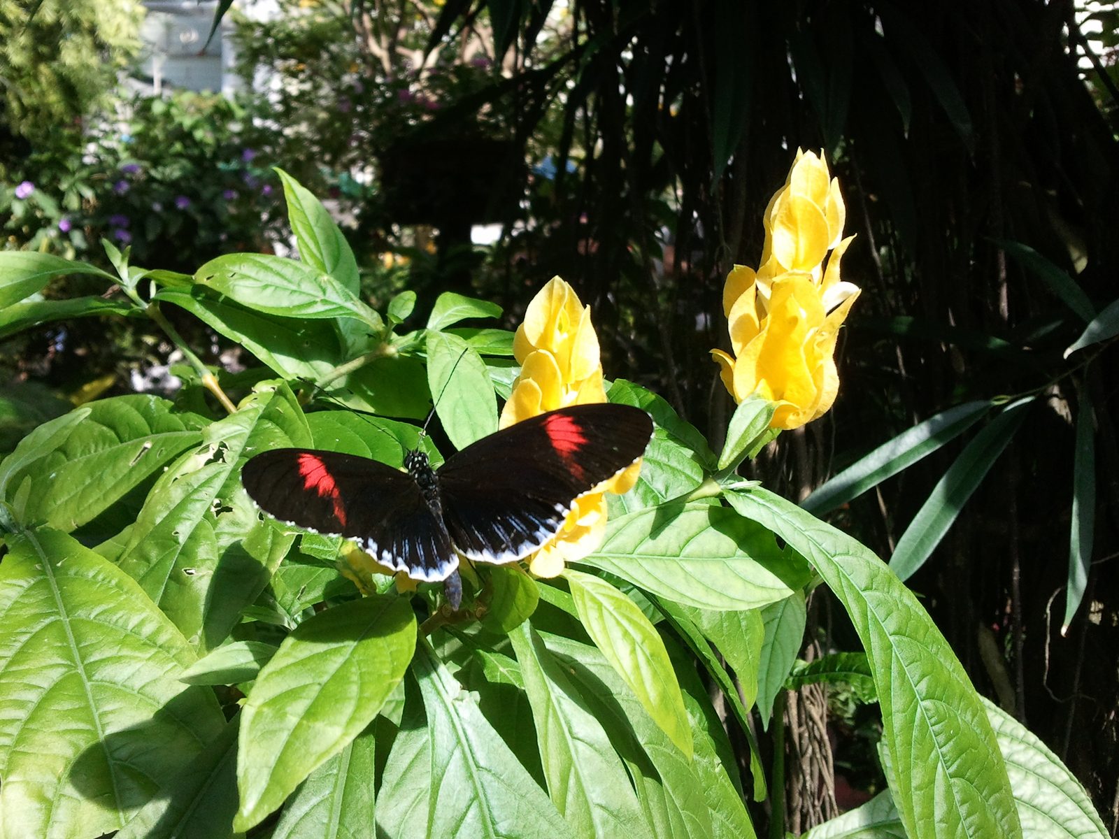 A butterfly on yellow flowers