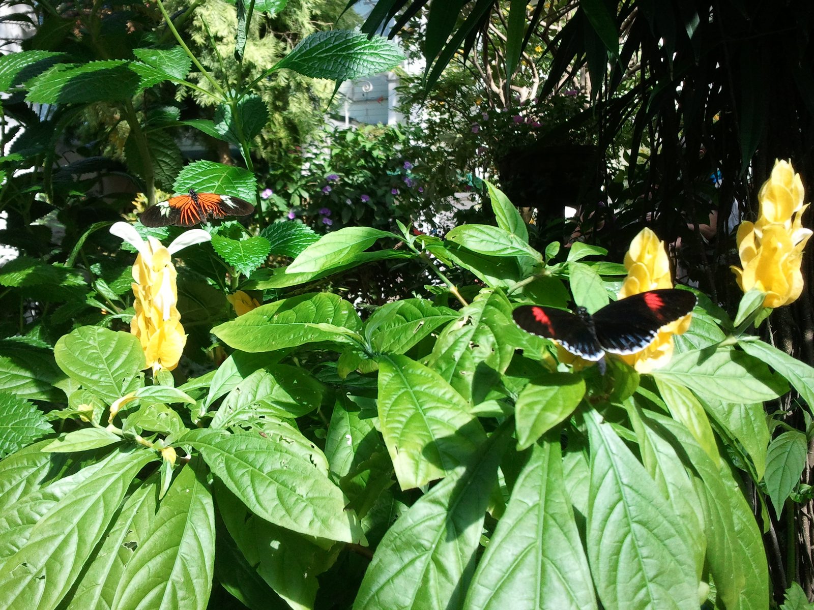 Butterflies on the yellow flowers
