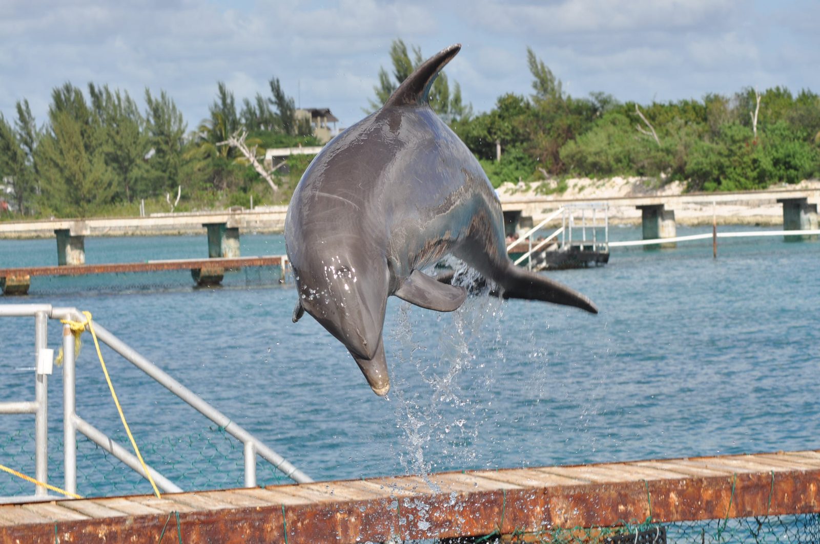 A dolphin leaping at Chankanaab