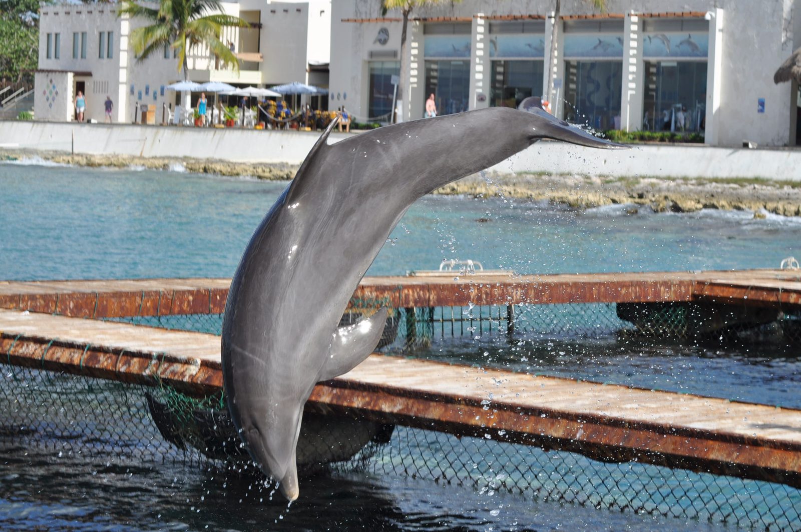 A dolphin leaping by the dock at Chankanaab