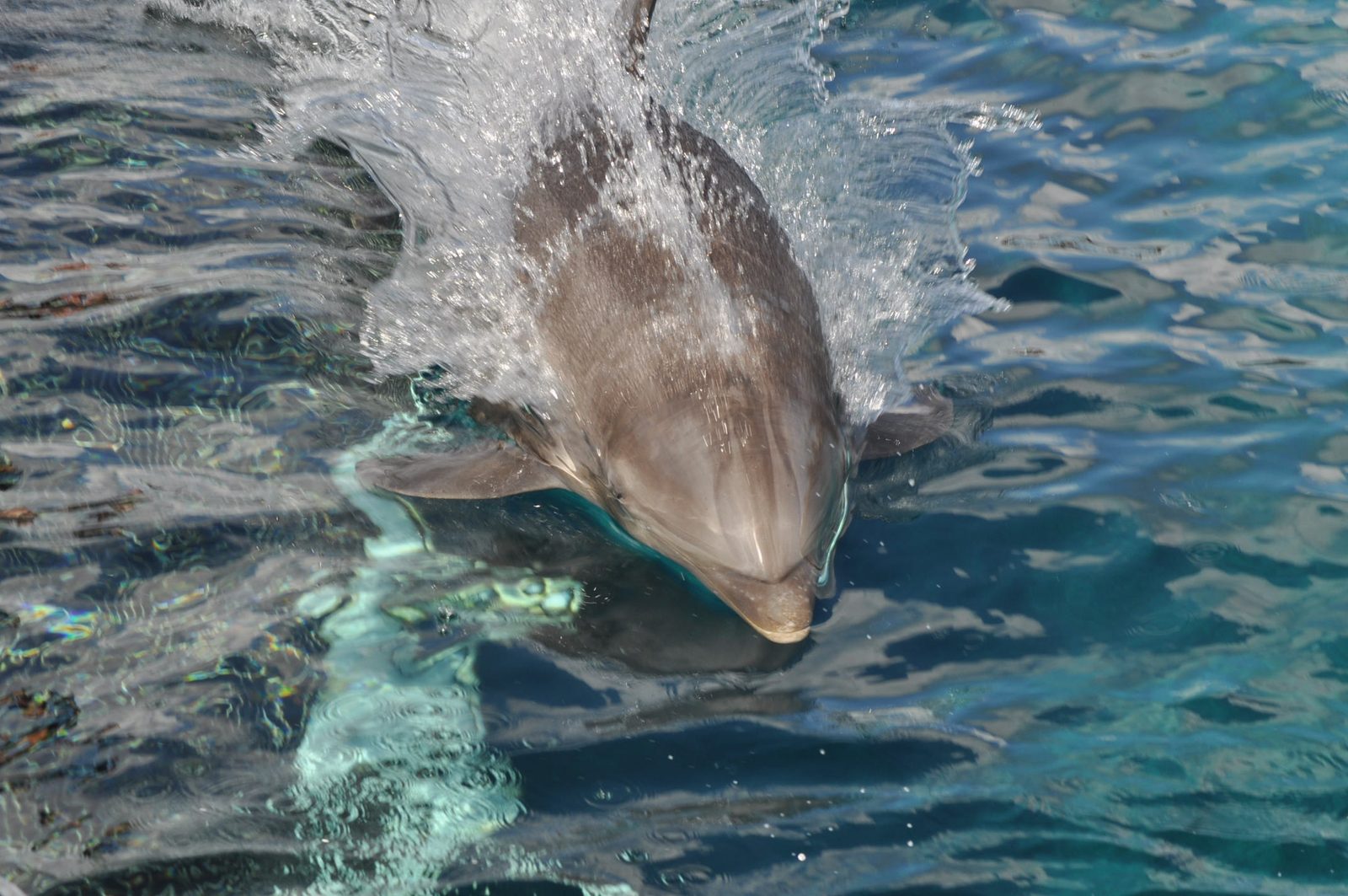 A dolphin splashing up beside us at Chankanaab