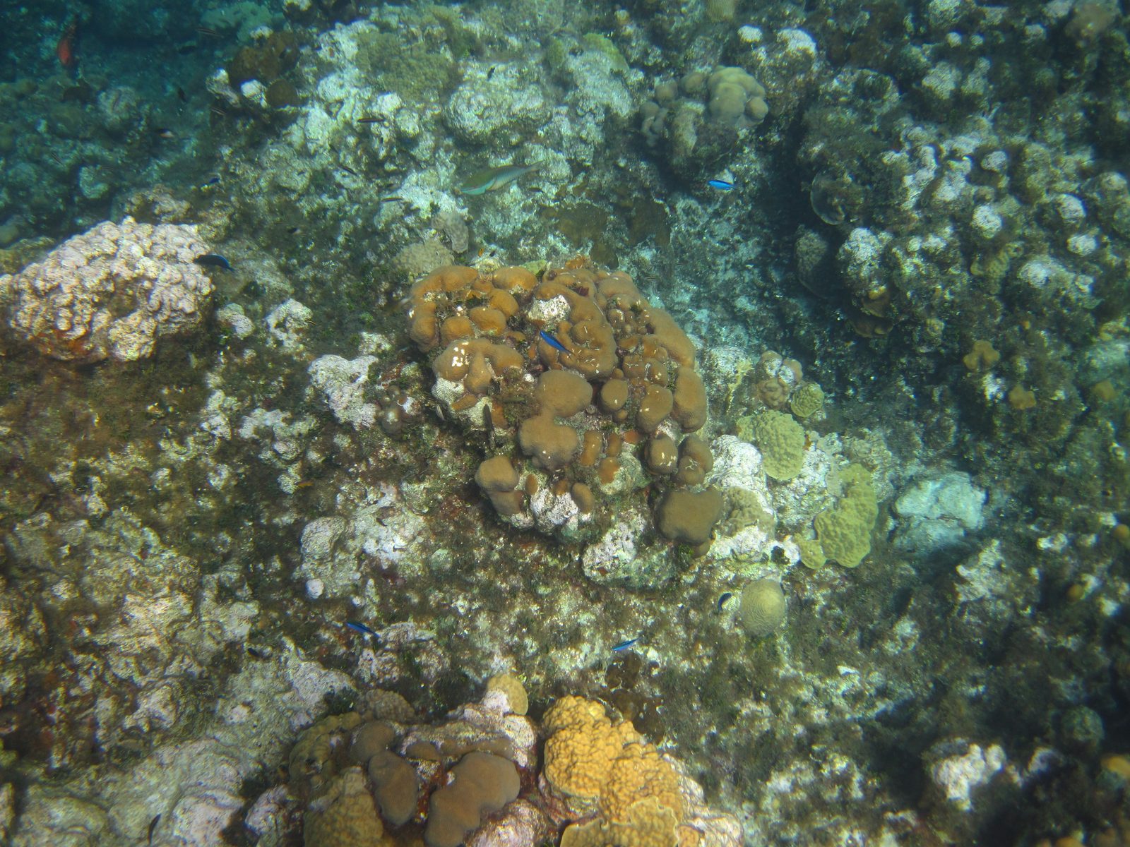 Coral on the reef at Grand Cayman