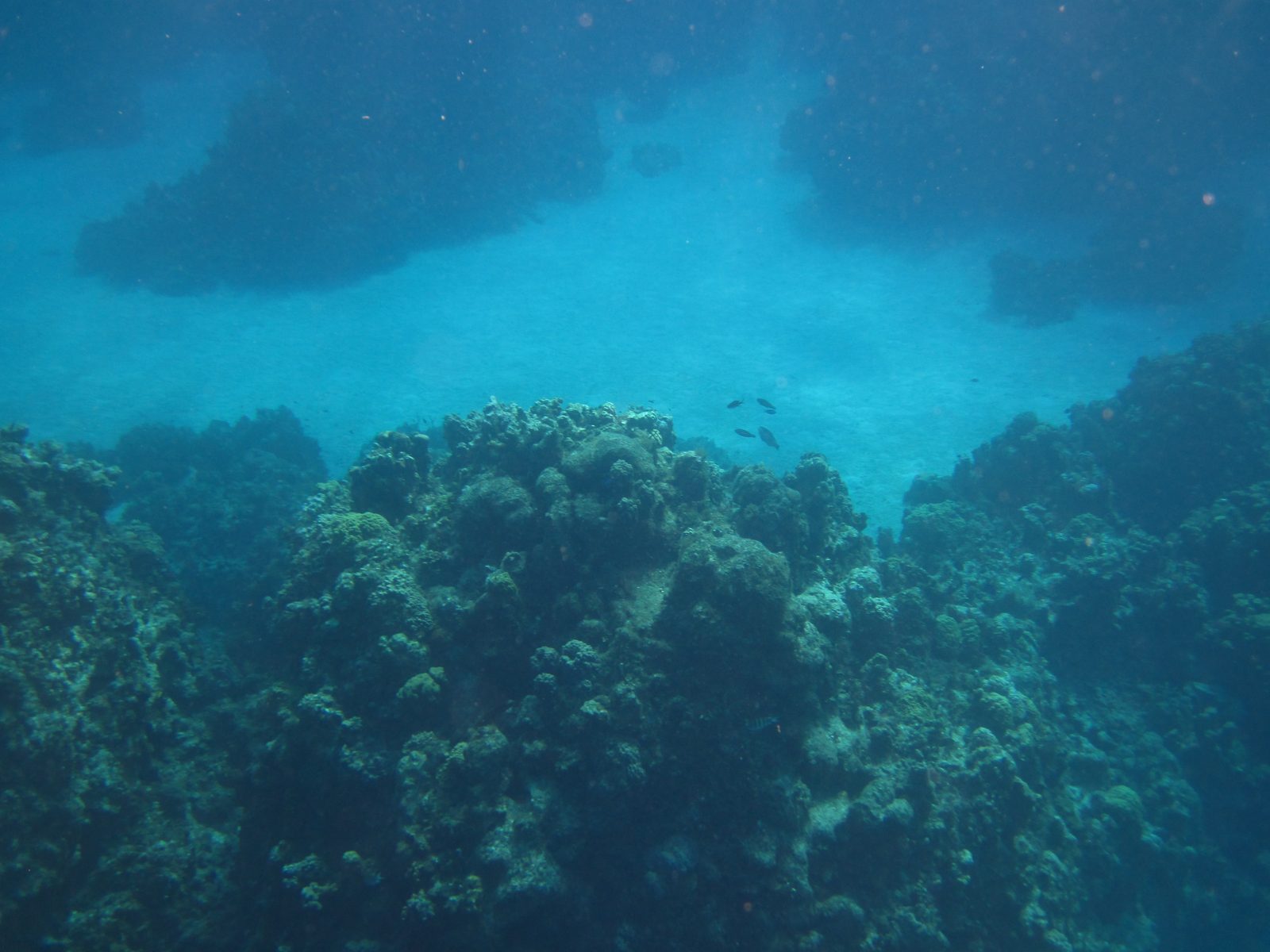 The reef on our snorkel in Grand Cayman
