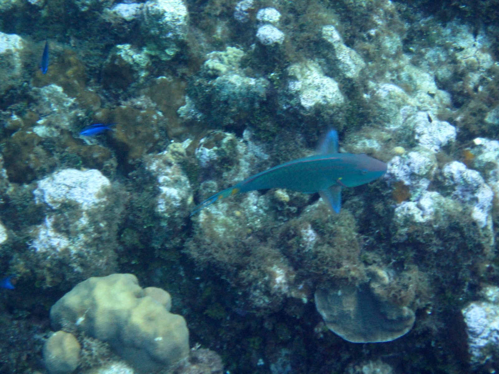 A shark over the reef