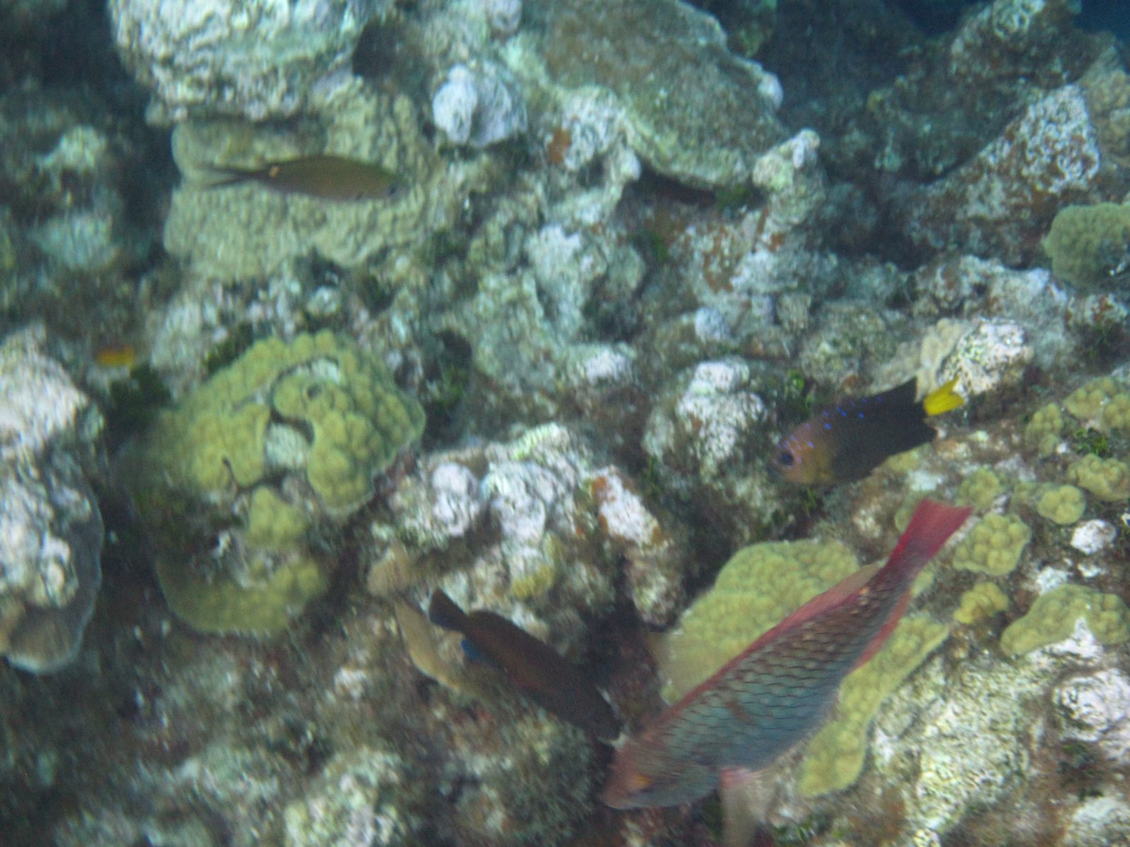 Fish weaving through the coral at the wreck