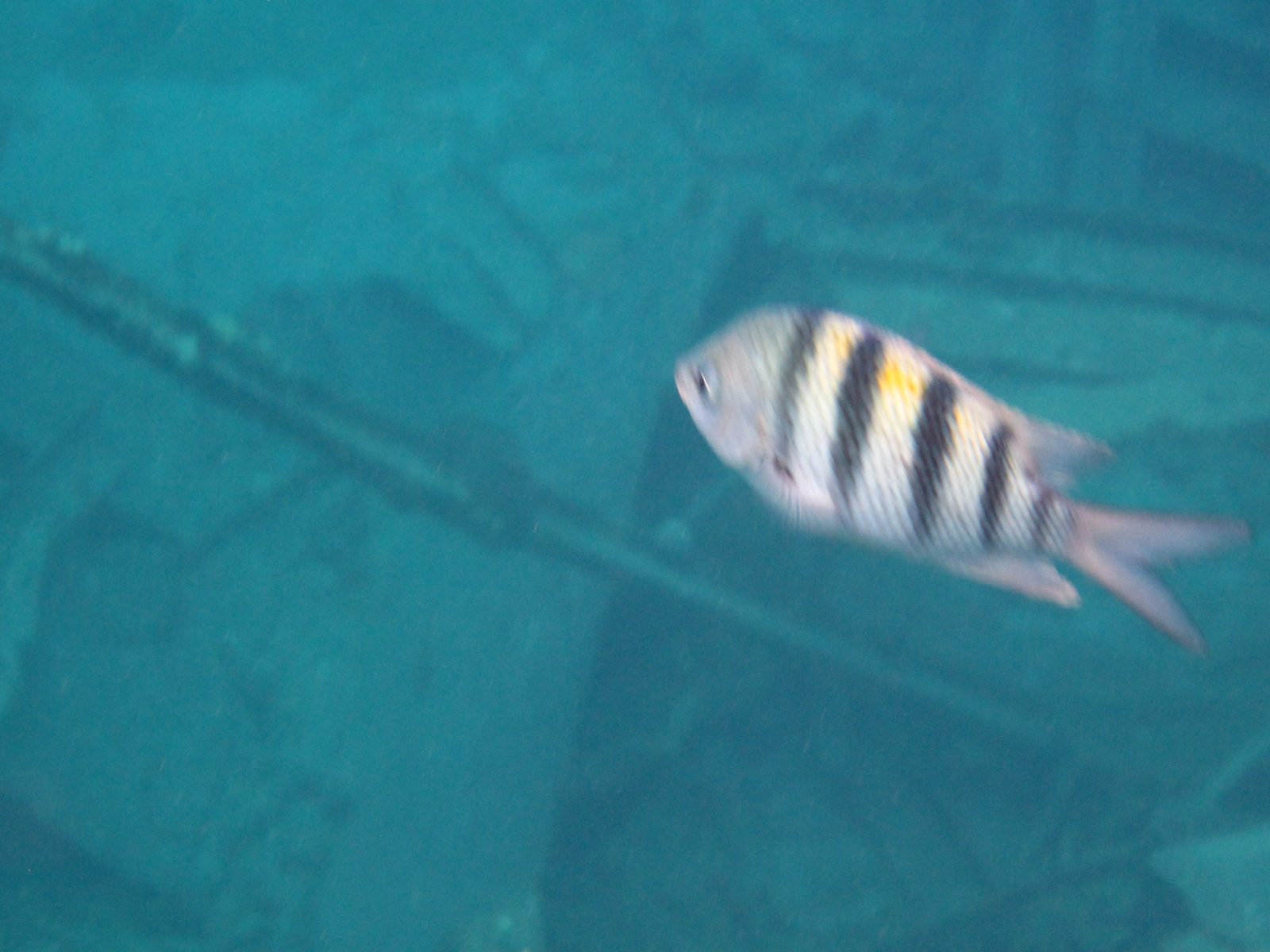 Striped fish drifting through the wreck