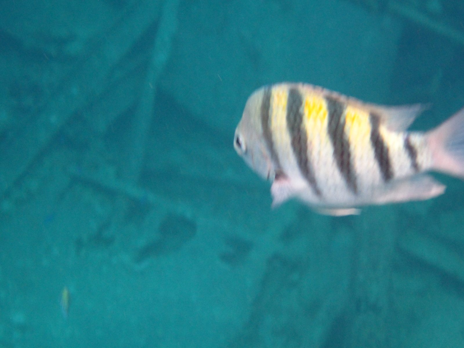 More reef fish over the wreck