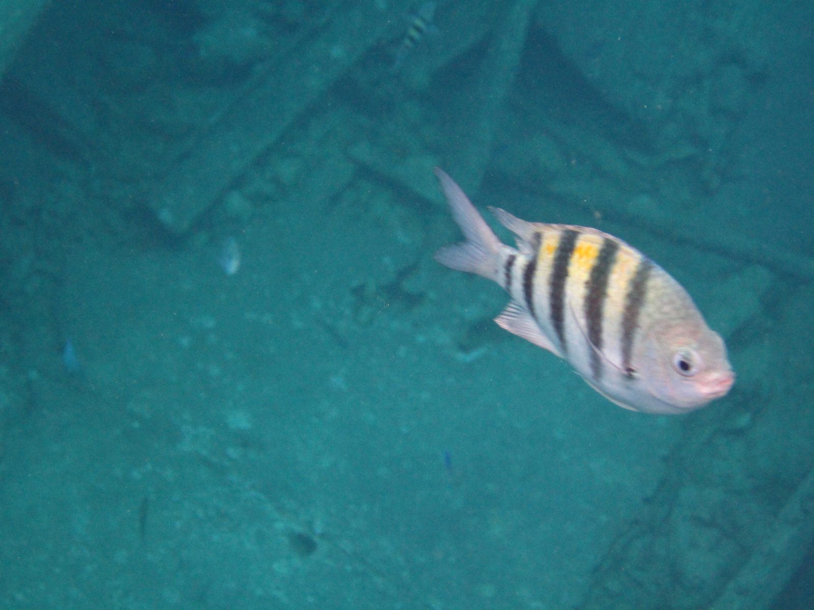 A striped fish over the shipwreck at Grand Cayman