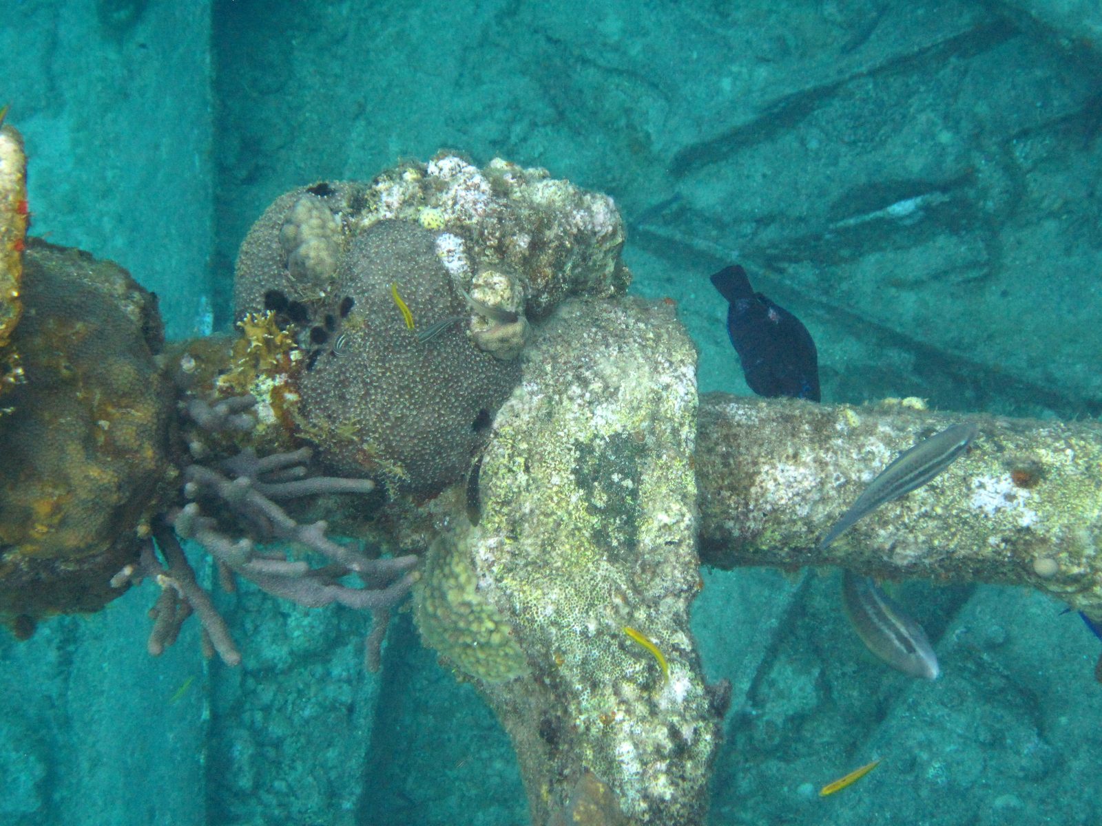 Coral growing over the wreck