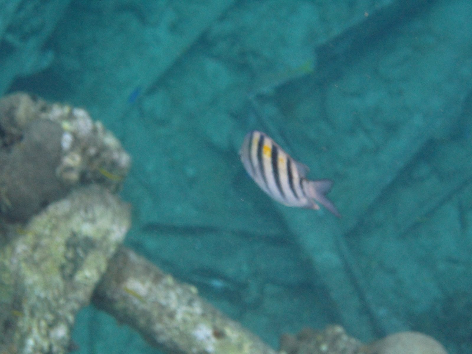 A striped fish near the wreck's anchor