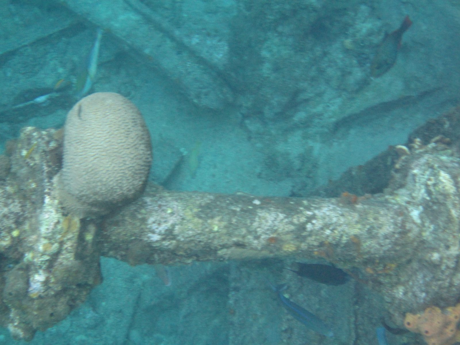 A coral-covered piece of the wreck at Grand Cayman