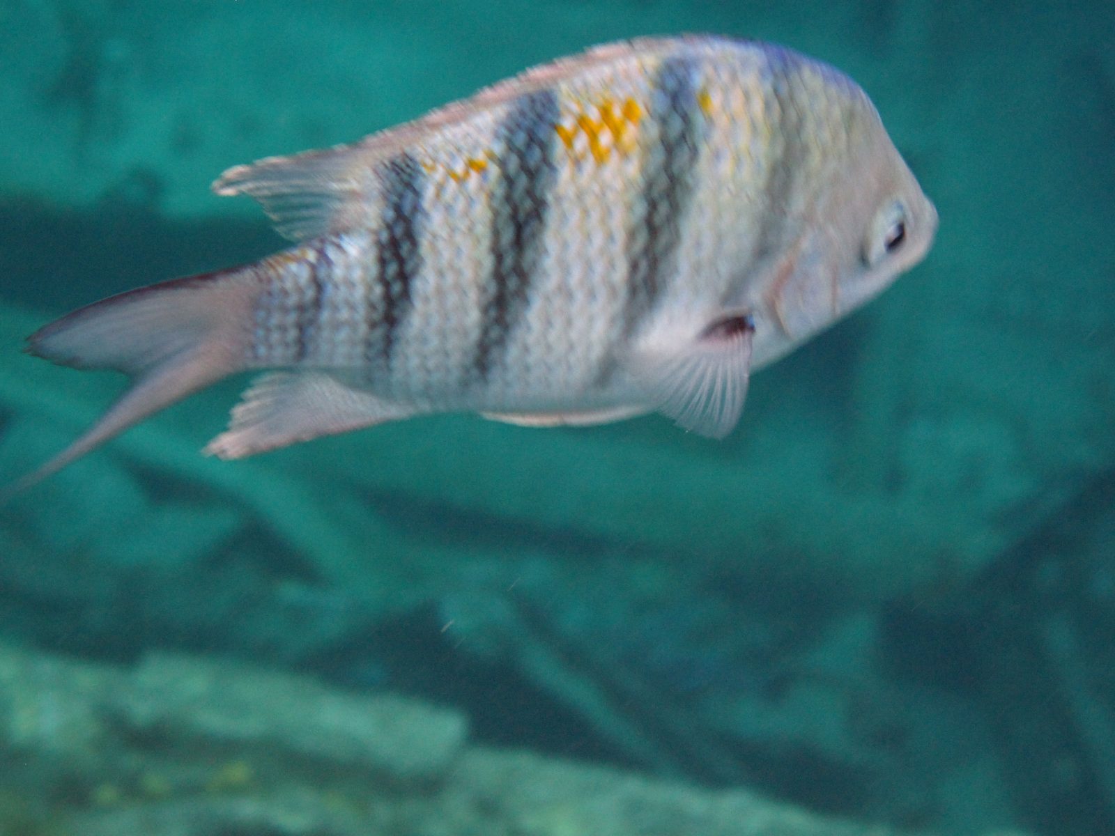 A sergeant major fish over the wreck at Grand Cayman