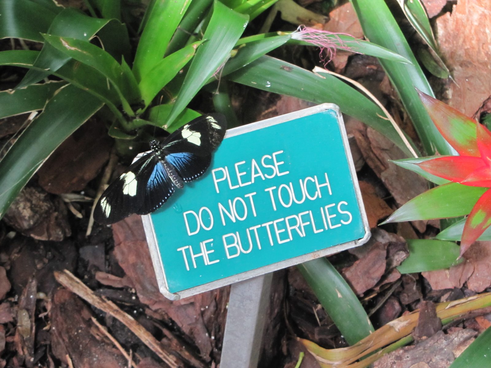Do not touch the butterflies, Key West Butterfly Conservatory