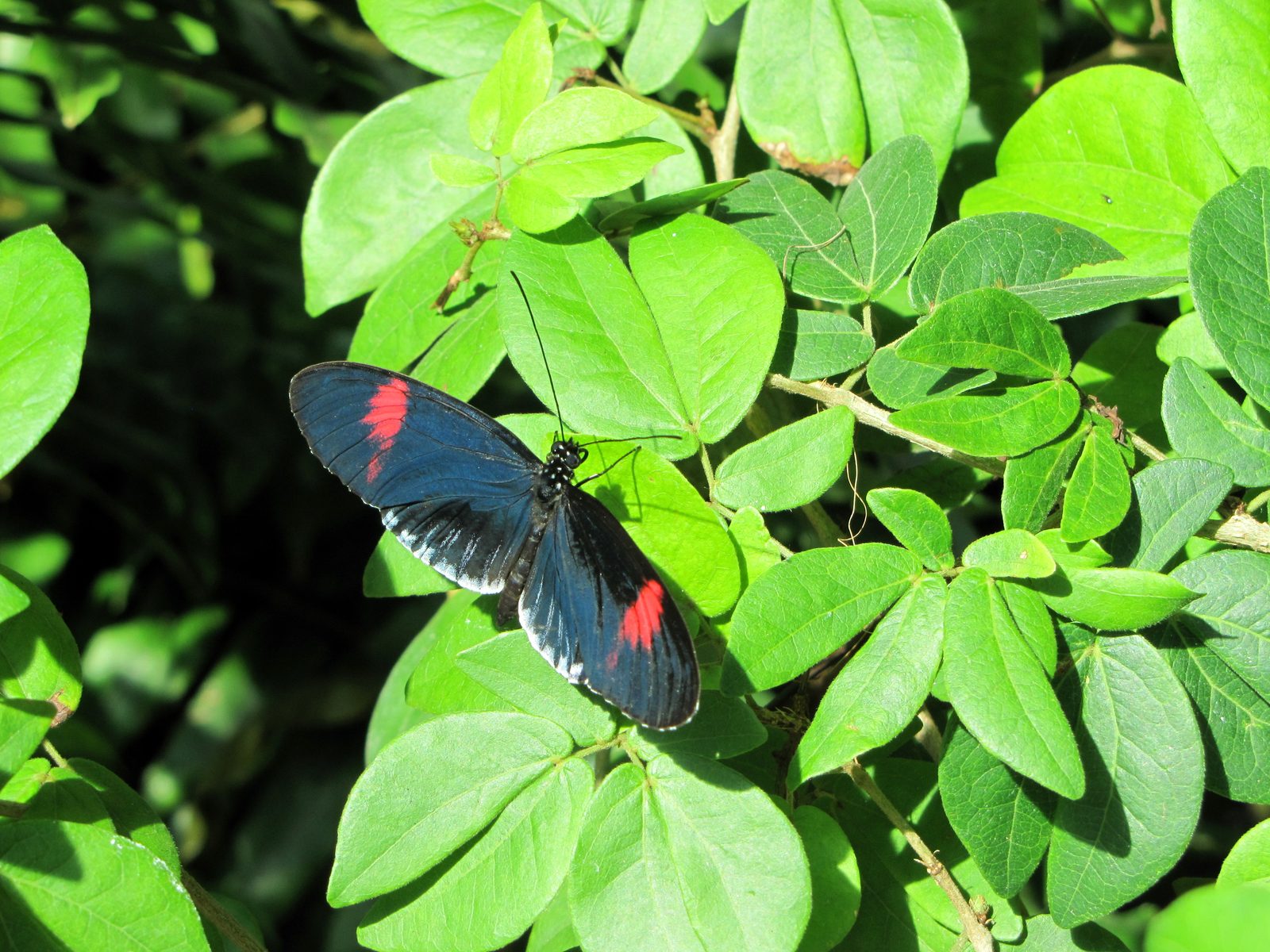 Key West Butterfly and Nature Conservatory, Key West