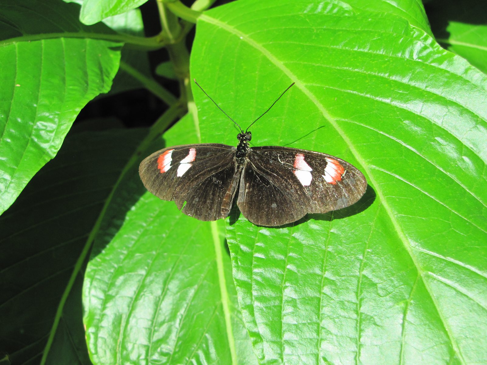 A butterfly on a big leaf at the Key West conservatory
