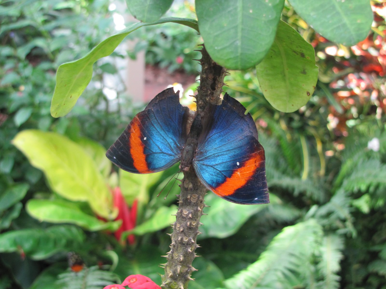 A blue butterfly on a thorny stem in Key West