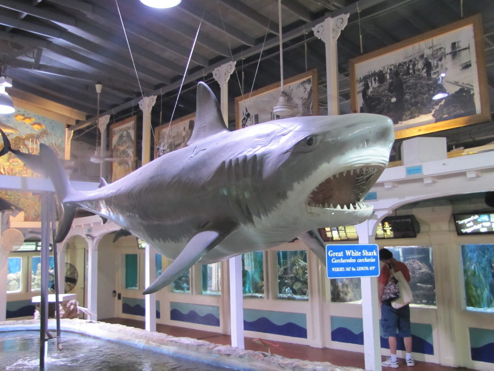 Giant shark at the Key West Aquarium