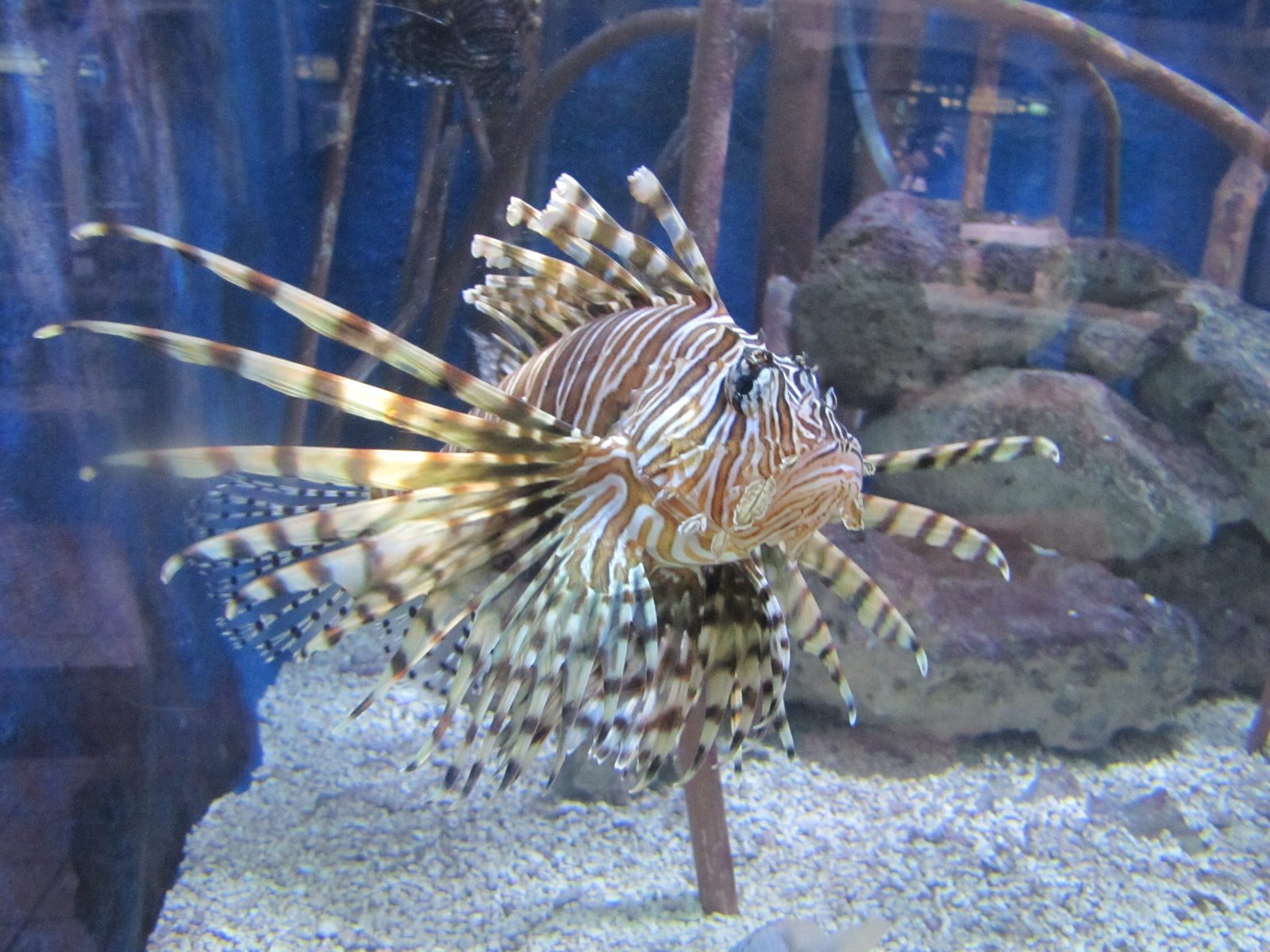A lionfish at the Key West Aquarium