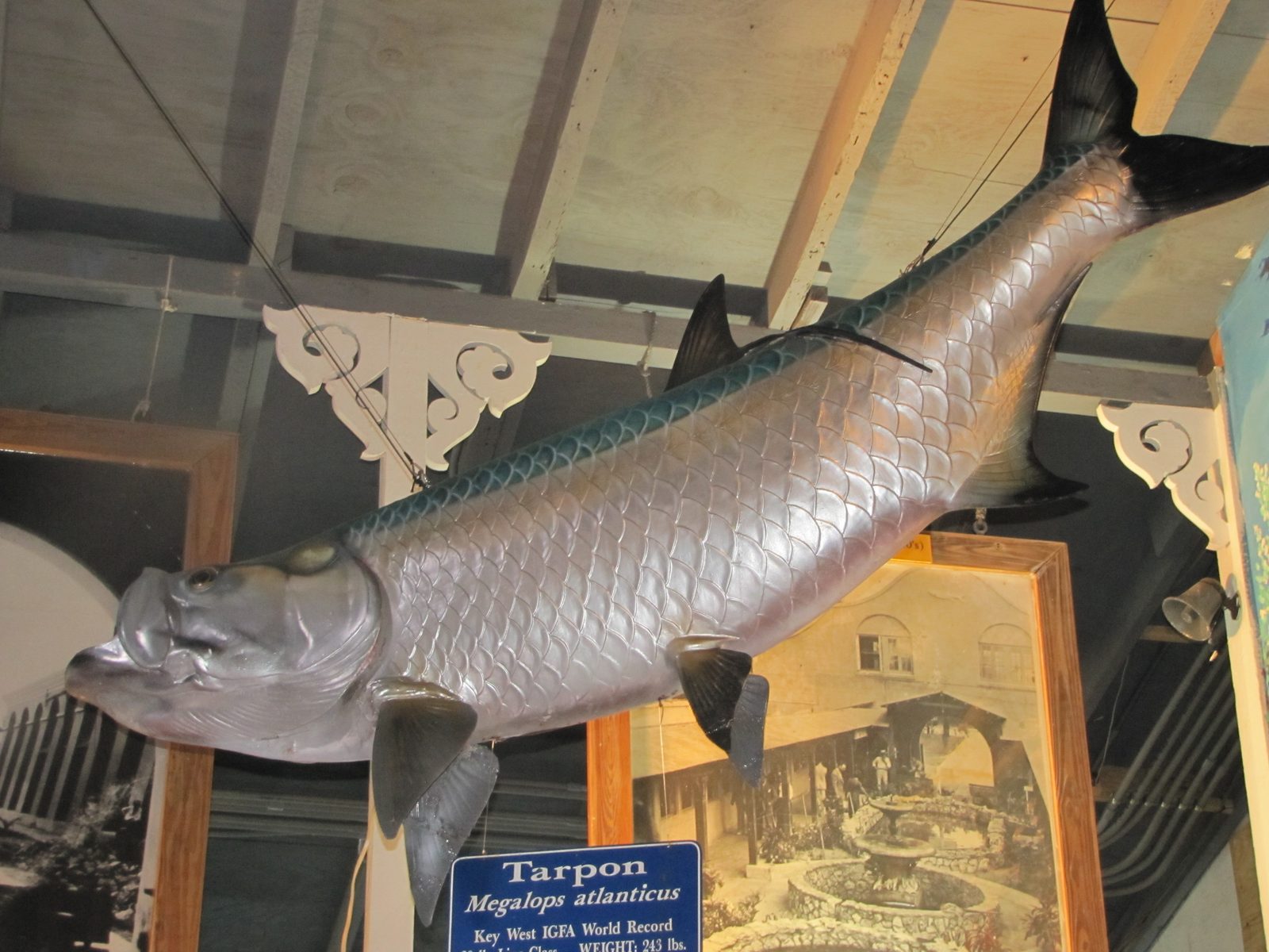 The mounted tarpon at the Key West Aquarium