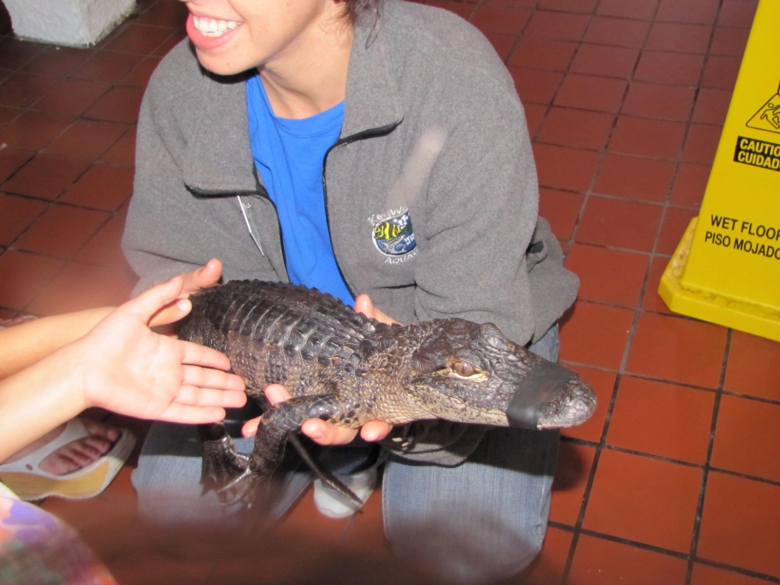 A baby alligator at the aquarium