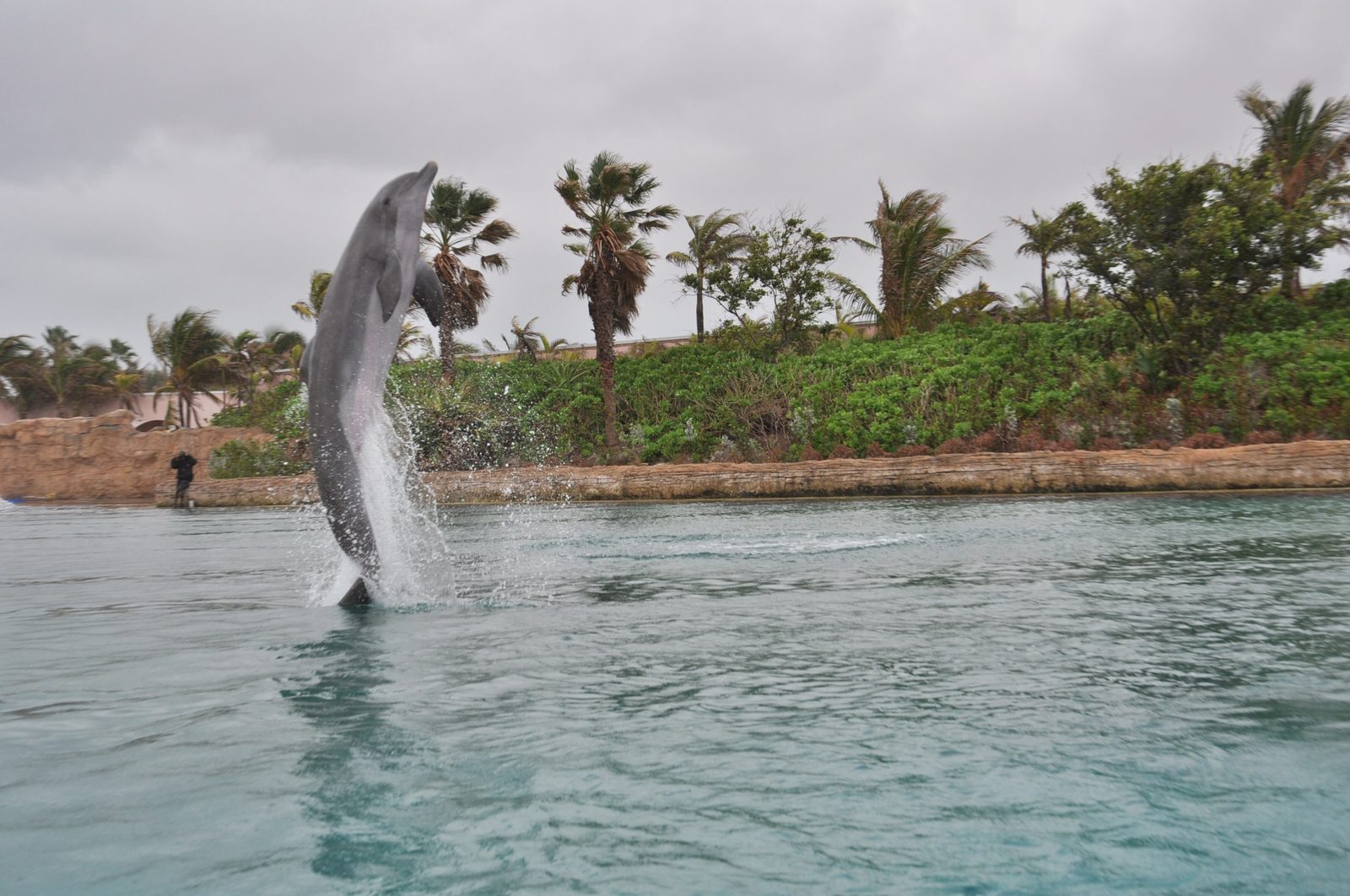 Dolphin Cay at Atlantis
