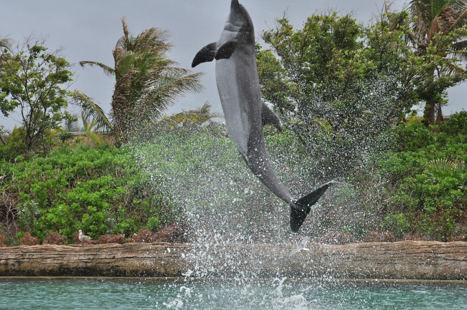 A dolphin leaps at Dolphin Cay