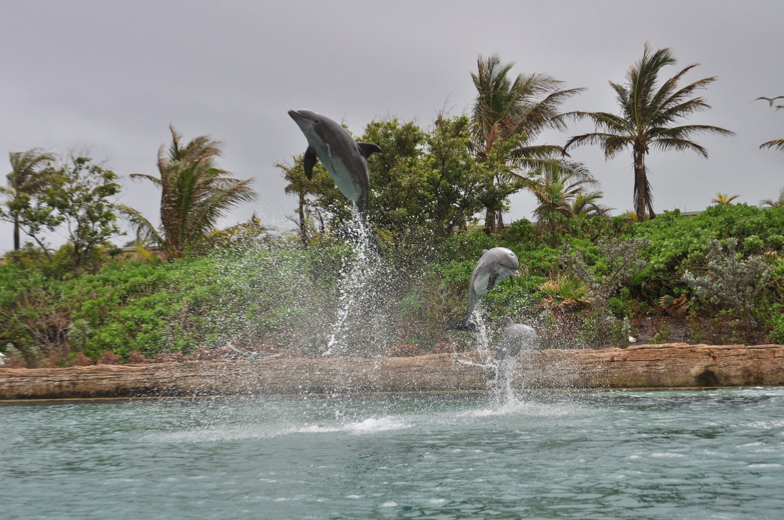 Dolphins leaping at Dolphin Cay