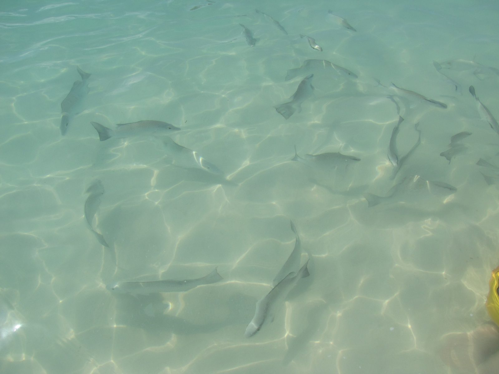 A school of big fish right up at the shore