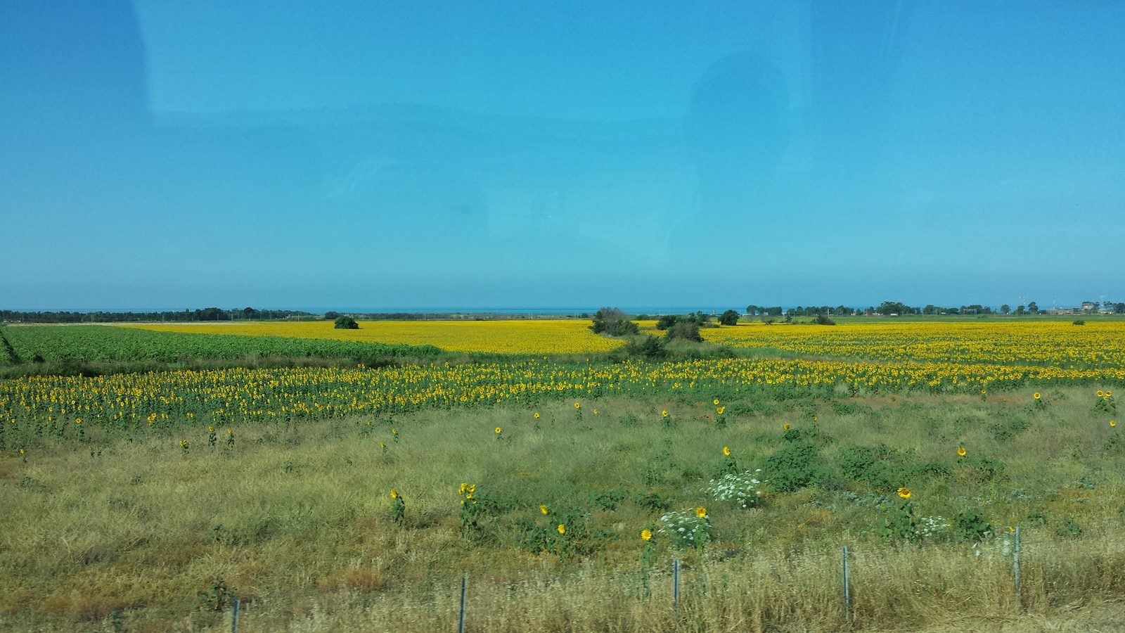 Sunflower fields from the bus