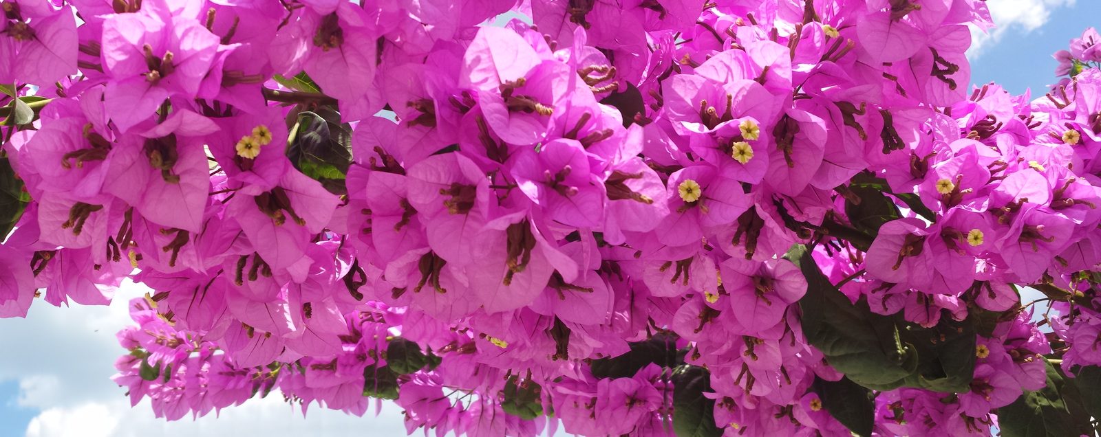 Bougainvillea in bloom along the Dubrovnik streets