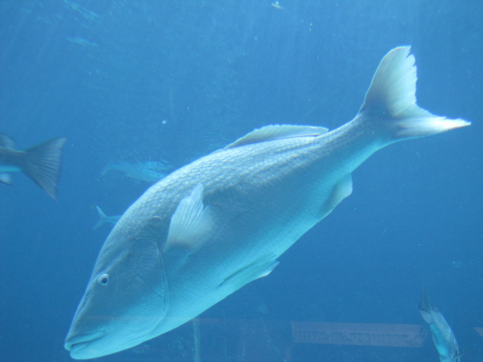 Fish swimming past in the Predator Lagoon tunnel