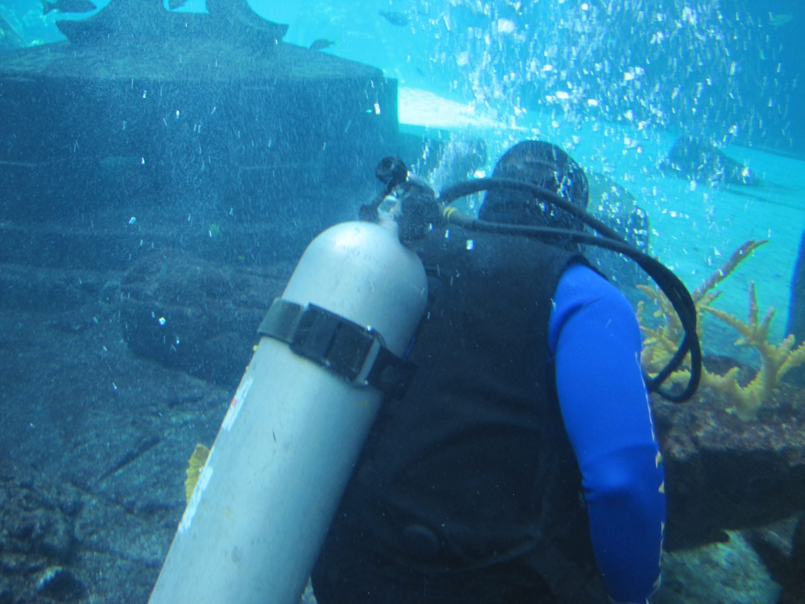 A diver working the Predator Lagoon tank