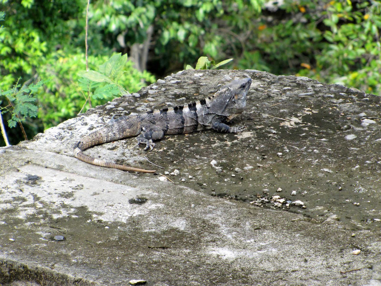 An iguana suns itself beside the cenote