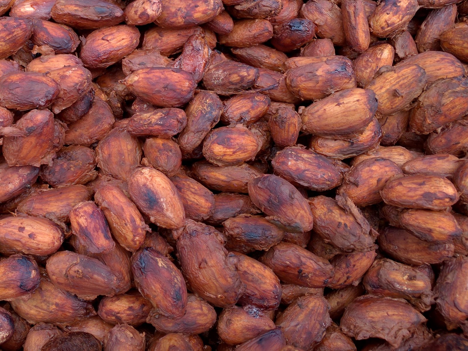 The cocoa tea and dark chocolate didn't win Lisa over