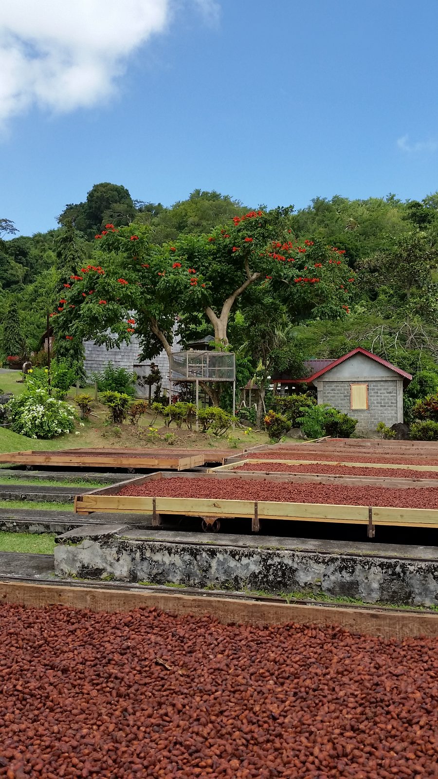 Cocoa beans drying at Belmont Estate