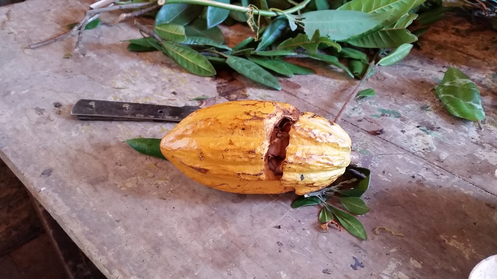 A cocoa pod split open in Grenada